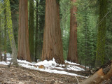 Giant Sequoias