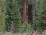 Giant Sequoias