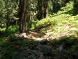 Fir Forest on Slate Mountain