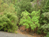 Forest After A Storm