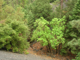 Forest After A Storm