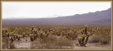 Cholla Garden