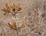 Serious Thorns