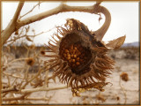 Beauty in Death