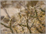 Pencil Cholla