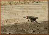 Here 2 bug ya