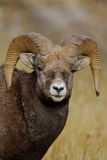 More Rams of Jasper 1w.jpg