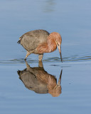 Reddish Egret 2w.jpg