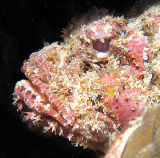 Scorpionfish.