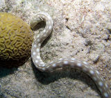 Sharptail Eel