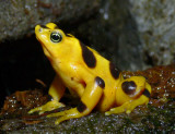 Panamanian Golden Frog