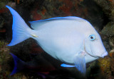 Blue Tang