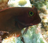 Red Lipped Blenny