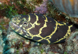 Chain Moray