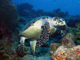 Hawksbill