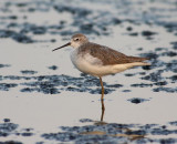 Marsh Sandpiper