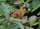 Silver-eared Mesia