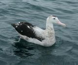 Antipodean (Wandering) Albatross