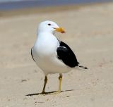 Southern Black-backed Gull