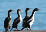 Stewart Island Shags