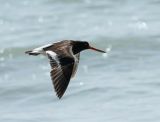 Southern Island Oystercatcher