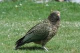 Kea, immature