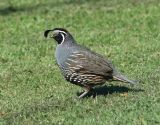 California Quail