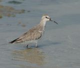 Curlew Sandpiper