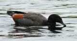 Paradise Shelduck, male