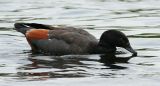 Paradise Shelduck, male