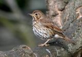 Song Thrush