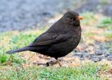 Common Blackbird, female