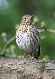 Song Thrush