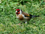 European Goldfinch