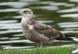Southern Black-backed Gull, immature