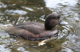 New Zealand Scaup, fem