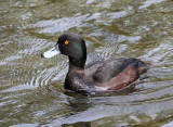 New Zealand Scaup, male