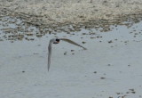 Black-fronted Tern