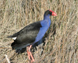 Purple Swamphen