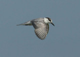 Whiskered Tern