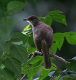 Streak-eared Bulbul