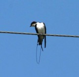 Wire-tailed Swallow