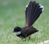 Pied Fantail