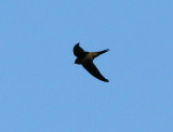 Asian Palm Swift