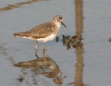 Temmincks Stint