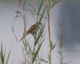 Striated Grass Warbler