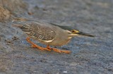 Little Heron