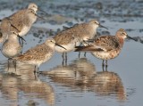 Curlew Sandpipers
