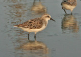 Red-necked Stint