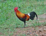 Junglefowl